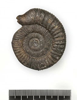 Dactylioceras commune, snakestone ammonite Dactylioceras commune, snakestone ammonite