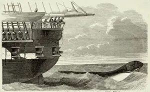 Daedalus Sea Serpent Print