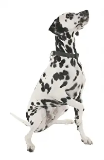 Spotted Dog Prints: Dalmation