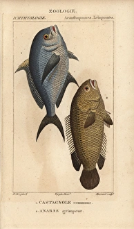 Damselfish, Chromis chromis, and climbing perch Damselfish, Chromis chromis, and climbing perch