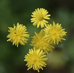 Angiosperm Flowering Plants Prints: Dandelion