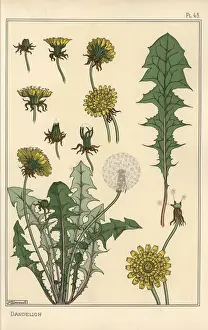 Handcolored Botanical Prints: Dandelion botanical study