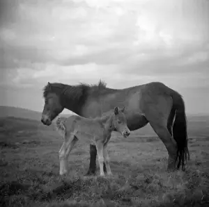 Devon Countryside Prints: Dartmoor ponies, Devon