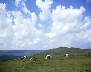 Dartmoor Ponies at Sharp Tor, Devon Print
