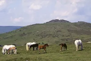 Devon Countryside Prints: Dartmoor ponies at Sharp Tor, Devon