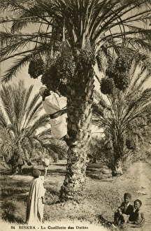Date picking, Biskra Date picking, Biskra