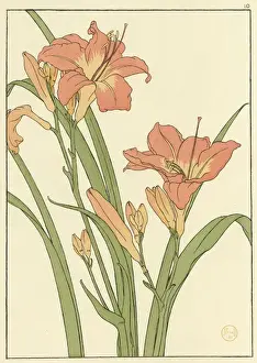 Daylily Decorative Flower Study Print, 1897