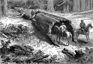 Dead Sequoia Tree in California, 1877 Dead Sequoia Tree in California, 1877