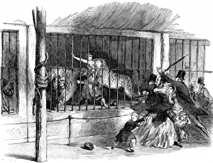 The Death of Ellen Bright at Wombwells Menagerie, 1850 The Death of Ellen Bright at Wombwells Menagerie, 1850