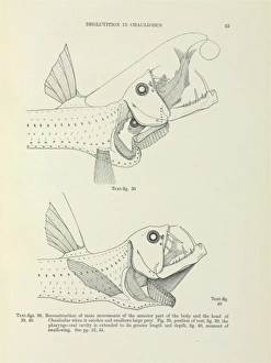 Deglutition in Chauliodus Deglutition in Chauliodus
