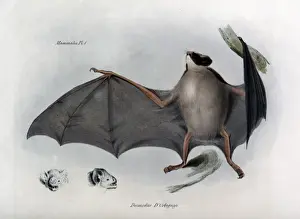 Prints of Desmodus D Orbignyi. From: The zoology of the voyage of H.M.S. Beagle, under the command of Captain Fitzroy, R.N. during the years 1832 to 1836. Date: 1839 Dorbignyi Prints: Desmodus D Orbignyi Print from The Zoology of H.M.S. Beagle