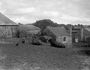 Farming In Britain Prints: Devon Farmyard
