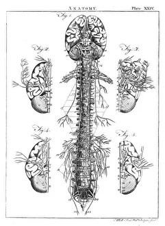 Diagram of the human brain and spinal column Diagram of the human brain and spinal column