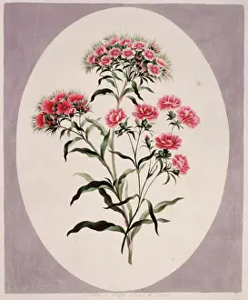 Prints of Folio 40 from A Collection of Flowers (1795) by John Edwards. Held in the Botany Library at the Natural History Museum, London Botanical Prints: Dianthus barbatus, Sweet William Print (1795)
