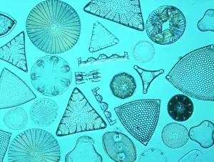 Diatoms Selected Print, Bori Hungary 1895, DIC Microscopy