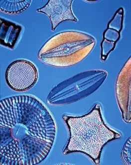 Diatoms Selected Print, Bori Hungary 1895