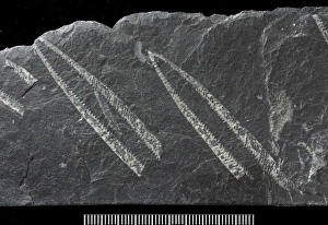 Didymograptus, fossil graptolite Didymograptus, fossil graptolite