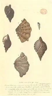 Invertebrate Animals Prints: Four different molluscs