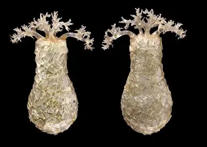 Rudolf Blaschka Creations Prints: Difflugia pyriformis, amoebae