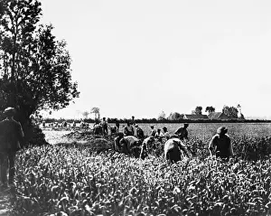 WW1 Trenches Prints: Digging trenches