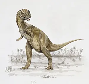 Jurassic Dinosaurs Prints: Dilophosaurus