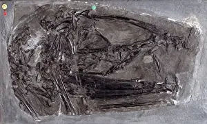 Jurassic Period Fossils Prints: Dimorphodon macronyx