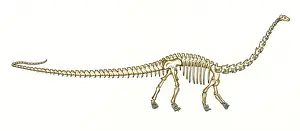 Jurassic Era Fossils Prints: Diplodocus skeleton