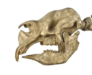 Diprotodon Skull Print: Largest Known Marsupial Mammal