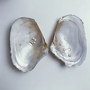Bivalve Mollusc Prints: Dipsas sp