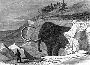 Discovery of the Adams mammoth, 1799 Discovery of the Adams mammoth, 1799