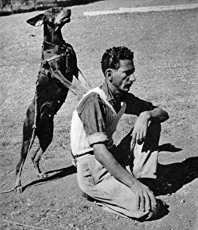 Doberman Dog of the Palestine Police Force in training, 1945 Doberman Dog of the Palestine Police Force in training, 1945