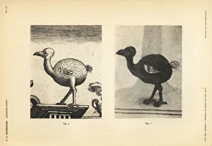 Dodo of Iohan Theodor and Iohan Israel de Dodo of Iohan Theodor and Iohan Israel de