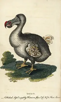 Prints of Dodo, Raphus cucullatus.. Handcolored copperplate engraving from The Naturalists Pocket Magazine, Harrison, London, 1800 E Prints: Handcolored Copperplate Print of Dodo, 1800