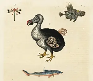 Handcolored Copperplate Engraving Prints: Dodo, Raphus cucullatus, extinct