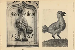 Dodo of the Scotch House, Veere, 1561 Dodo of the Scotch House, Veere, 1561
