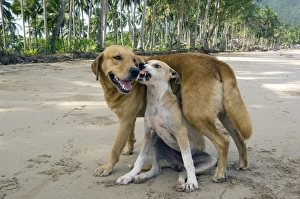 Dog - mongrels play, imitating aggression (the Dog - mongrels play, imitating aggression (the