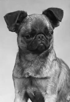 Champion Dog Breeds Prints: Dogs Mischievous Face