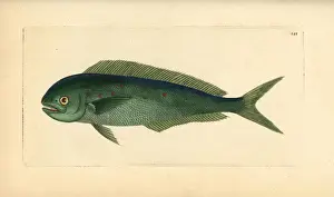 Frederick Nodder Engraving Prints: Dolphinfish, Coryphaena hippurus