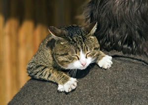 Domestic cat - tabby being carried by owner Domestic cat - tabby being carried by owner