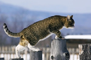 Domestic cat - tabby - male Domestic cat - tabby - male