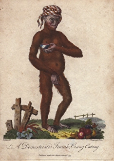 Domesticated orang utan (female) wearing a Domesticated orang utan (female) wearing a