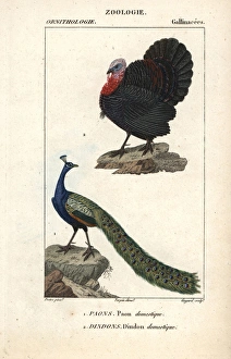 Domesticated turkey, Meleagris gallopavo Domesticated turkey, Meleagris gallopavo