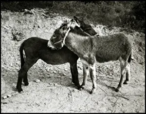 Donkeys, Spain Print by Unknown Artist