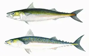 Prints of Dotted Mackerel (Scomber punctatus, above) and Scribbled Mackerel (Scomber scriptus, below). Date: 1863 Punctatus Prints: Dotted Mackerel and Scribbled Mackerel Print, 1863