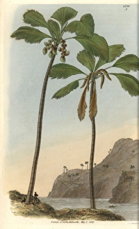 Double coconut palm tree, Seychelles-Island Double coconut palm tree, Seychelles-Island