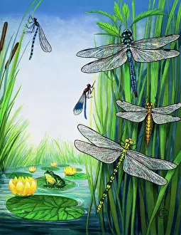 Dragonflies: The Pond Patrol Print, 1974