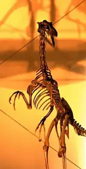 Cretaceous Period Fossils Prints: Dromaeosaurus