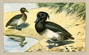 Two Ducks, 1907 Waterfowl Print by British Artist