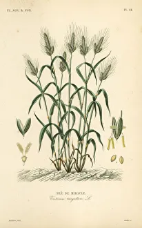 Durum wheat, Triticum turgidum Durum wheat, Triticum turgidum