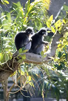 Wildlife Mammals Asia Prints: Dusky Leaf Monkey